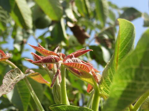 Image of Common walnut