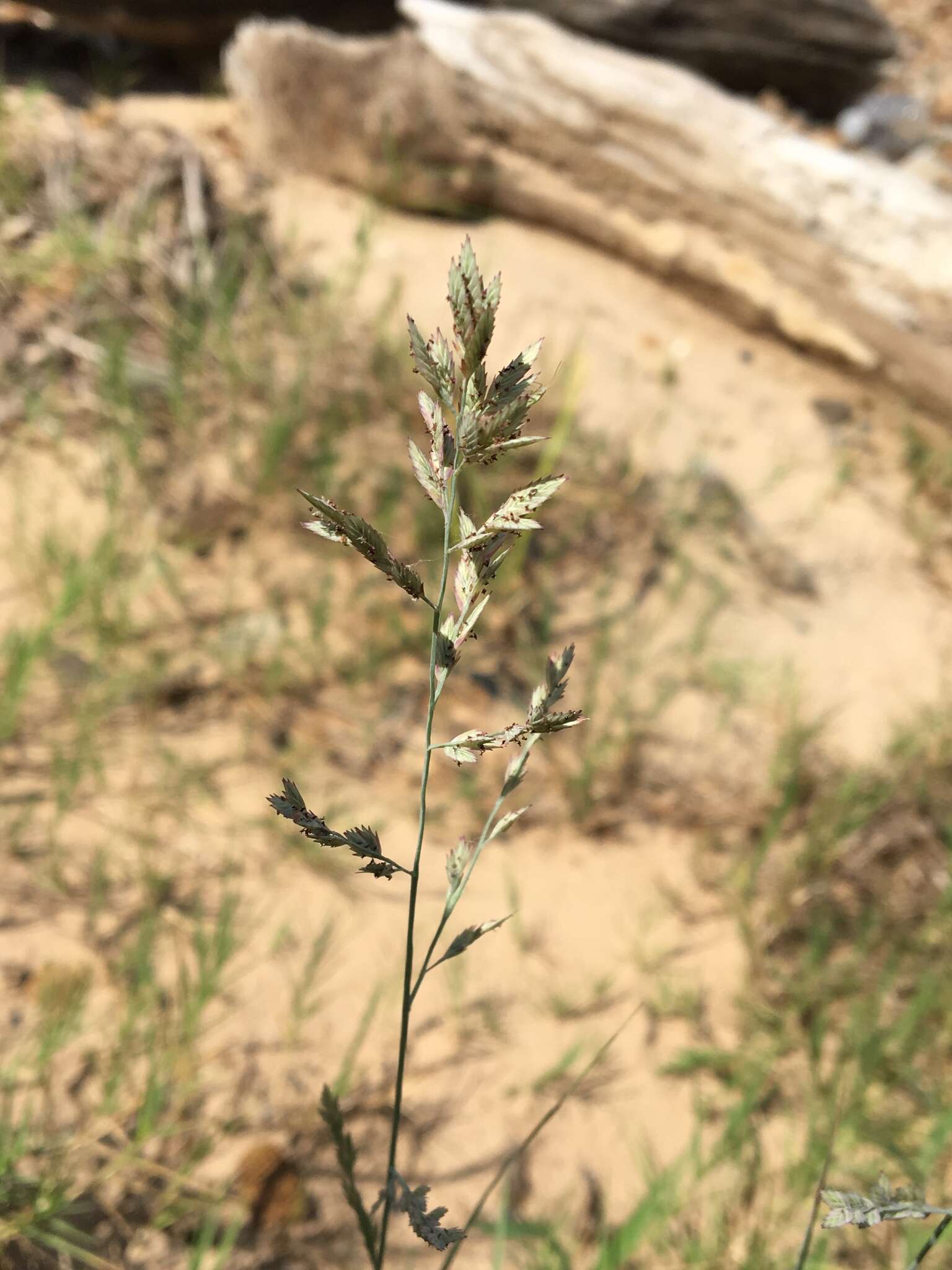 Image of Red Love Grass