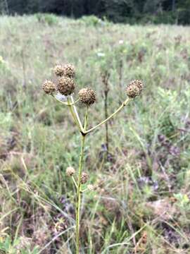 Image of button eryngo