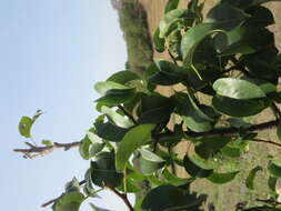 Image of European Pear