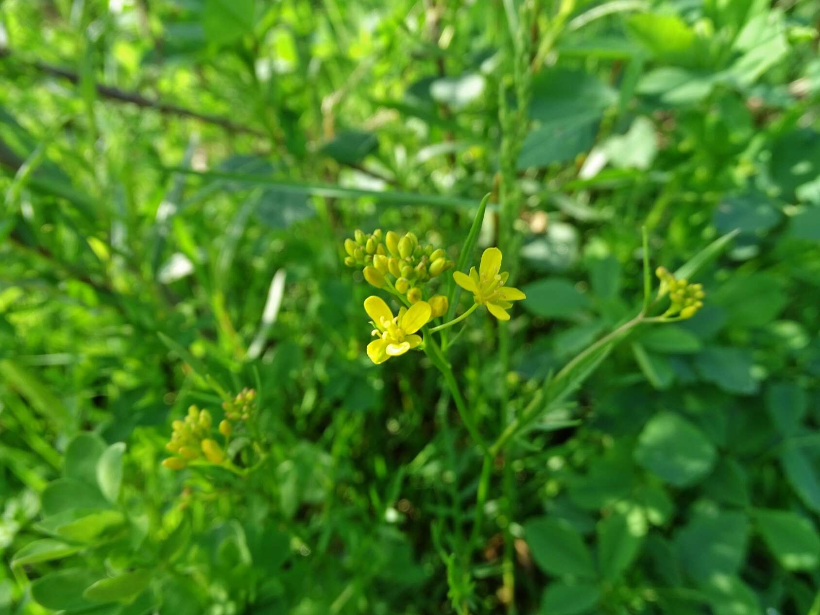 Imagem de Rorippa sylvestris (L.) Besser