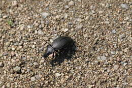 Image of Carabus (Procrustes) coriaceus Linnaeus 1758