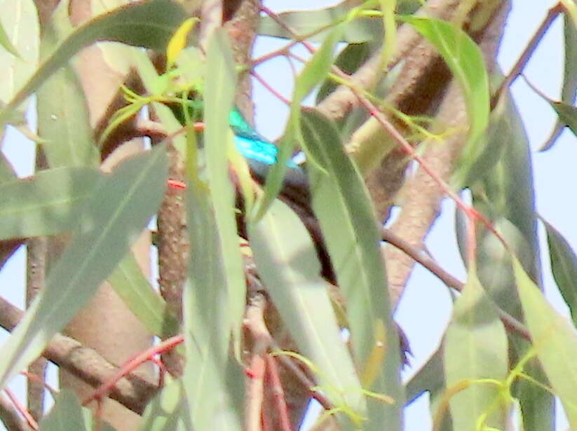 Image of Purple-banded Sunbird