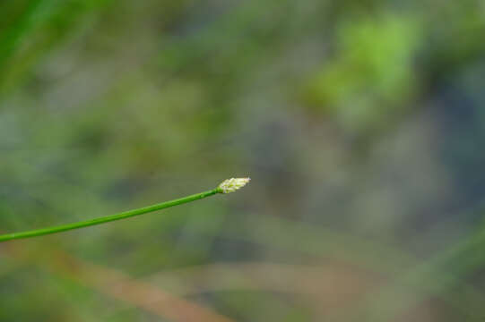 Image of Eleocharis pellucida J. Presl & C. Presl