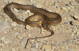 Image of Montpellier Snake