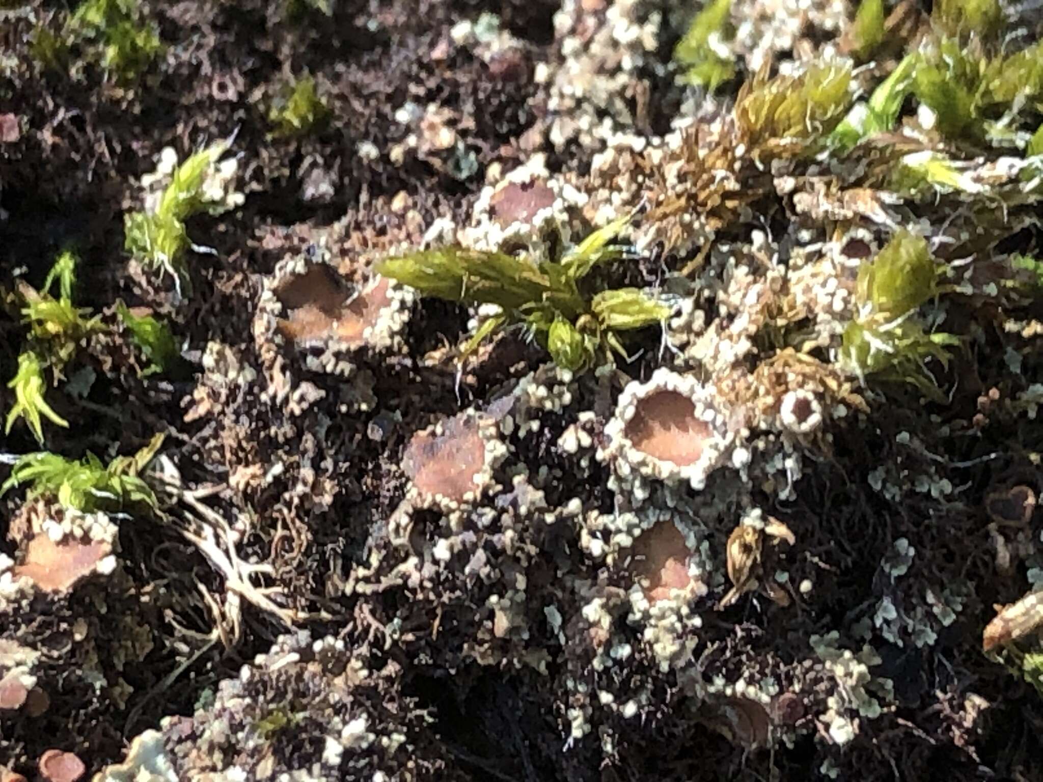 Image of bowl lichen