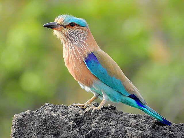 Imagem de Coracias benghalensis (Linnaeus 1758)