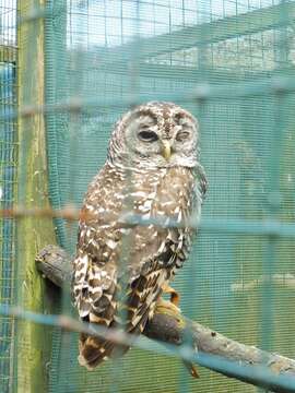 Image of Chaco Owl