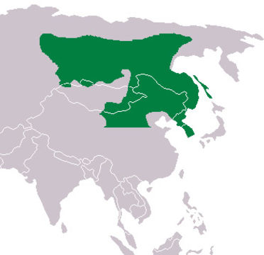 <span class="translation_missing" title="translation missing: en.medium.untitled.map_image_of, page_name: Siberian Musk Deer">Map Image Of</span>