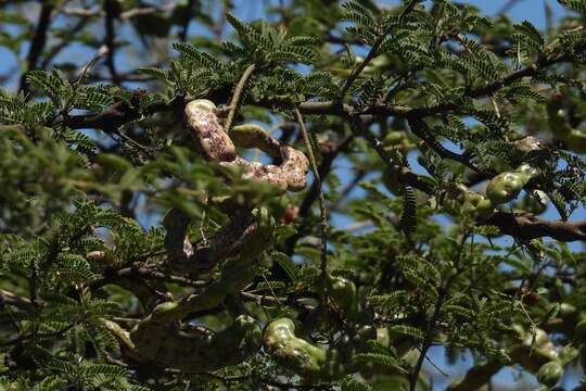 Слика од Prosopis affinis Spreng.