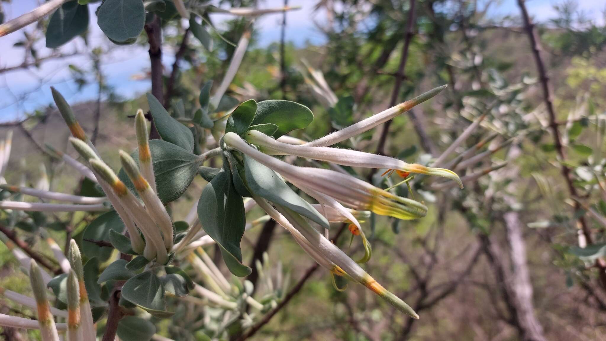 Image de Agelanthus natalitius (Meissn.) R. M. Polhill & D. Wiens