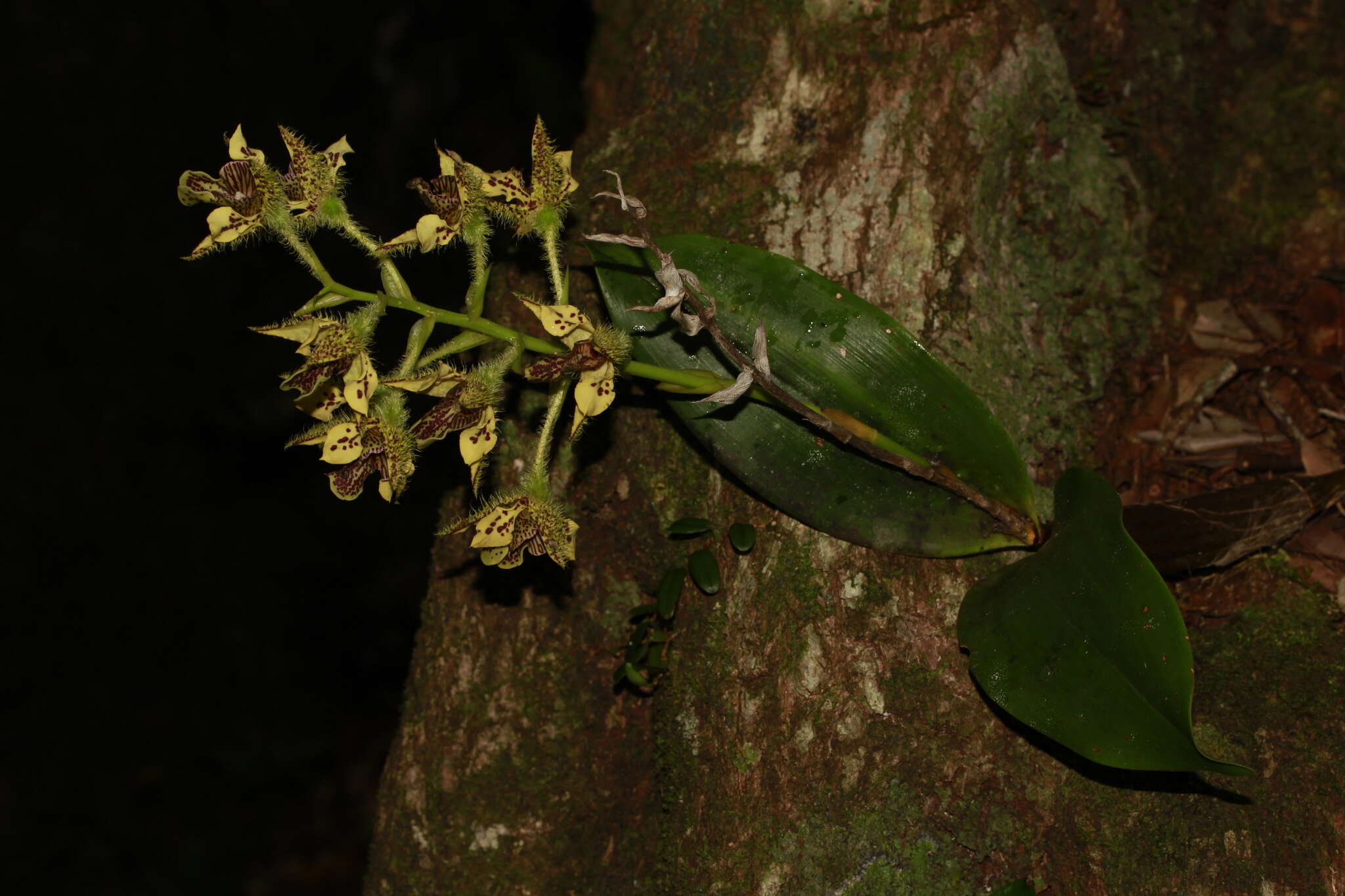 Image of bigleaf dendrobium