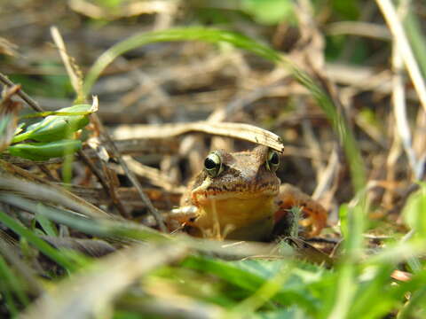 Image of Japanese Brown Frog