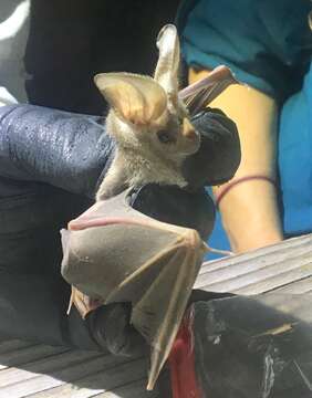 Image of California Leaf-nosed Bat