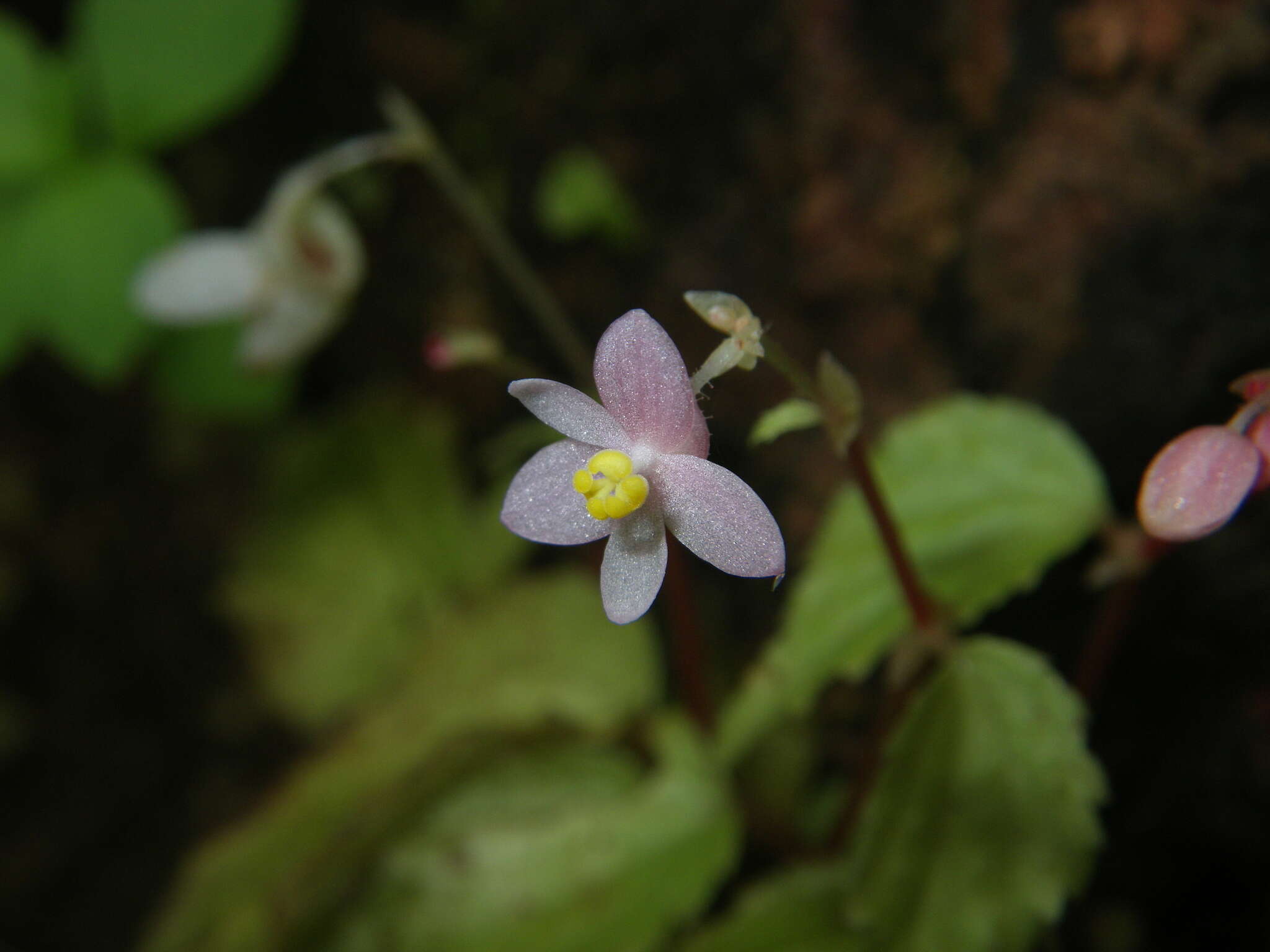 Image of Begonia crenata Dryand.