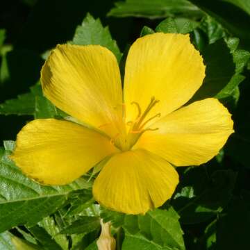 Imagem de Turnera ulmifolia L.