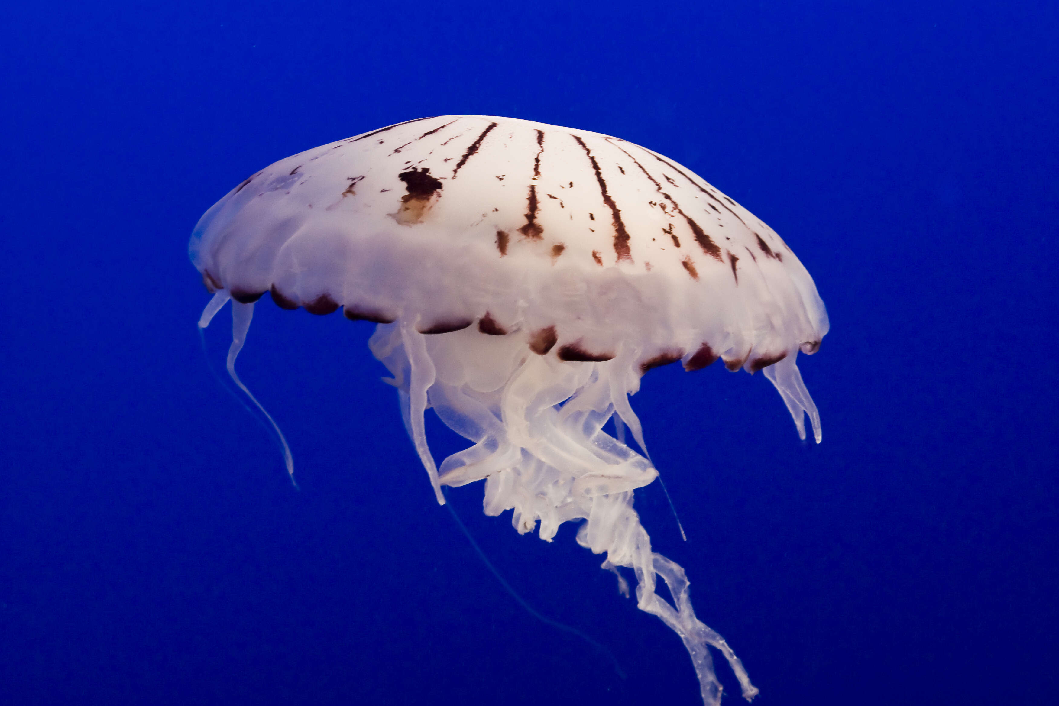 Image of purple-striped jellyfish
