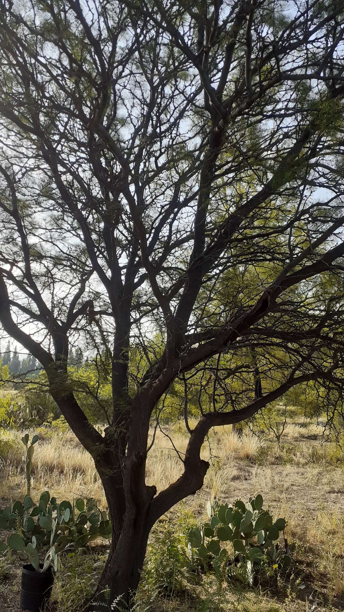 Image de Prosopis chilensis (Molina) Stuntz