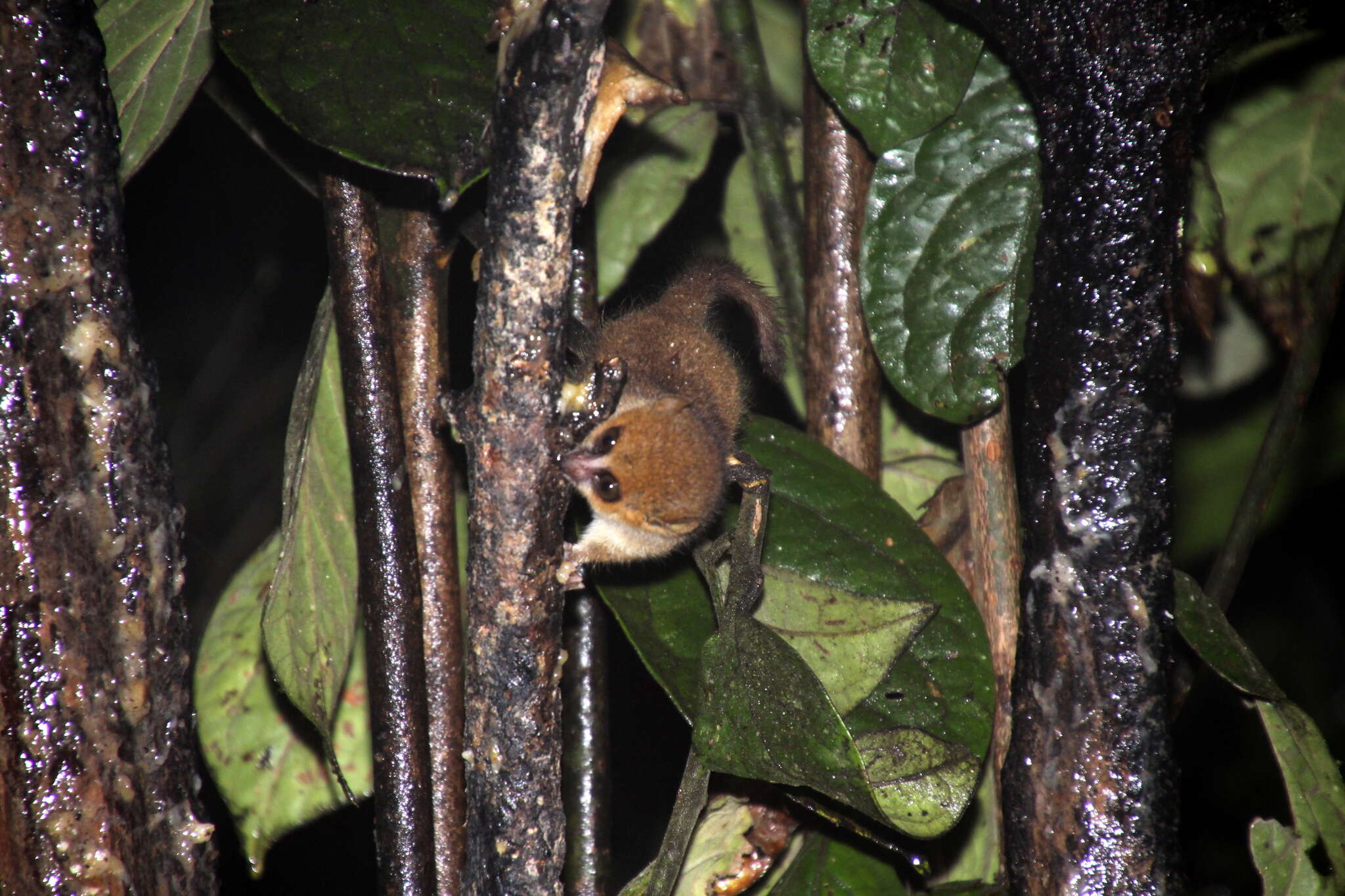 Image of Brown Mouse Lemur