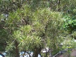 صورة Callistemon rigidus R. Br.