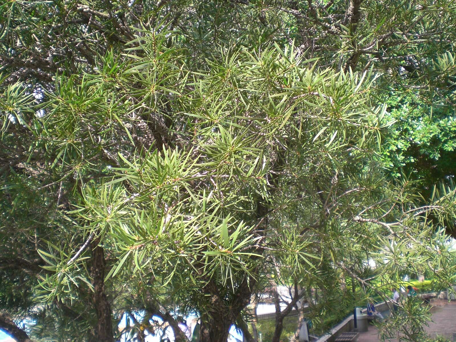 صورة Callistemon rigidus R. Br.