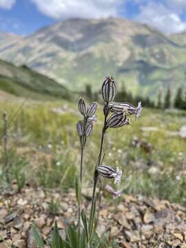 Image of Drummond's campion