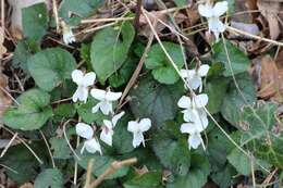 Image of White Violet