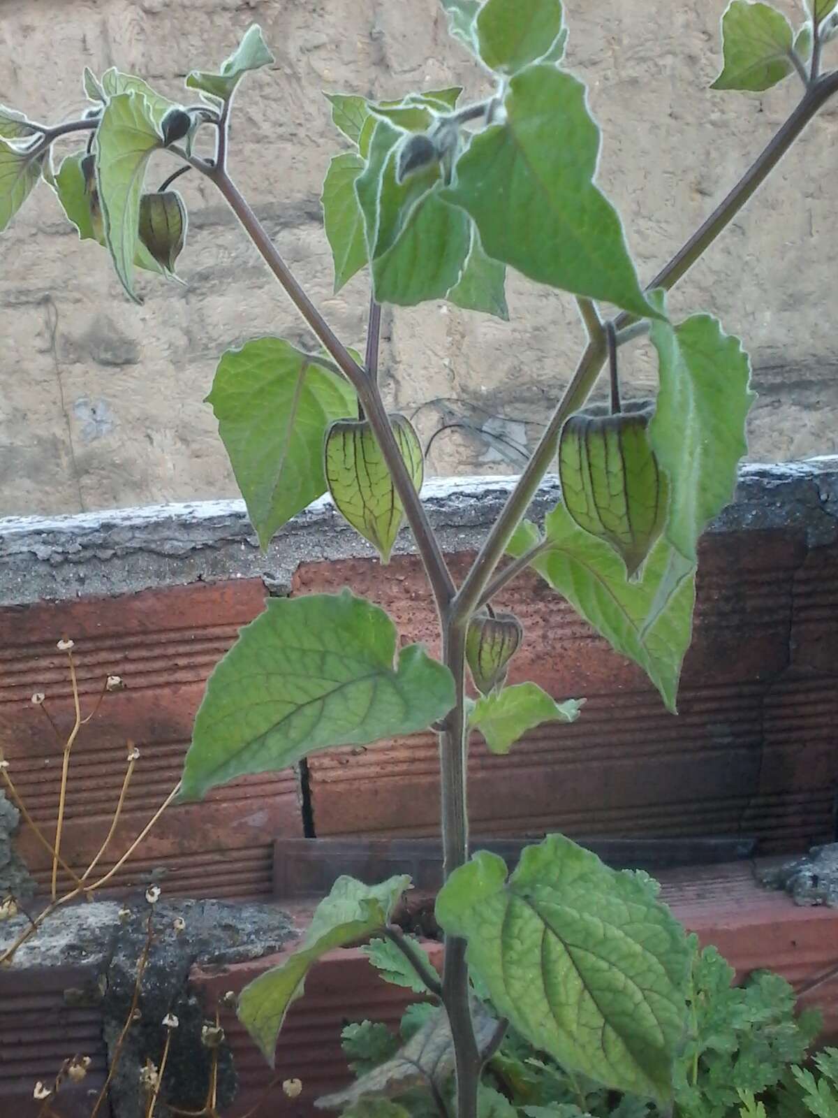 Image of Peruvian groundcherry