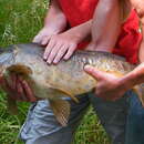 Слика од Cyprinus carpio carpio