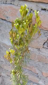 Image of Tagetes terniflora Kunth
