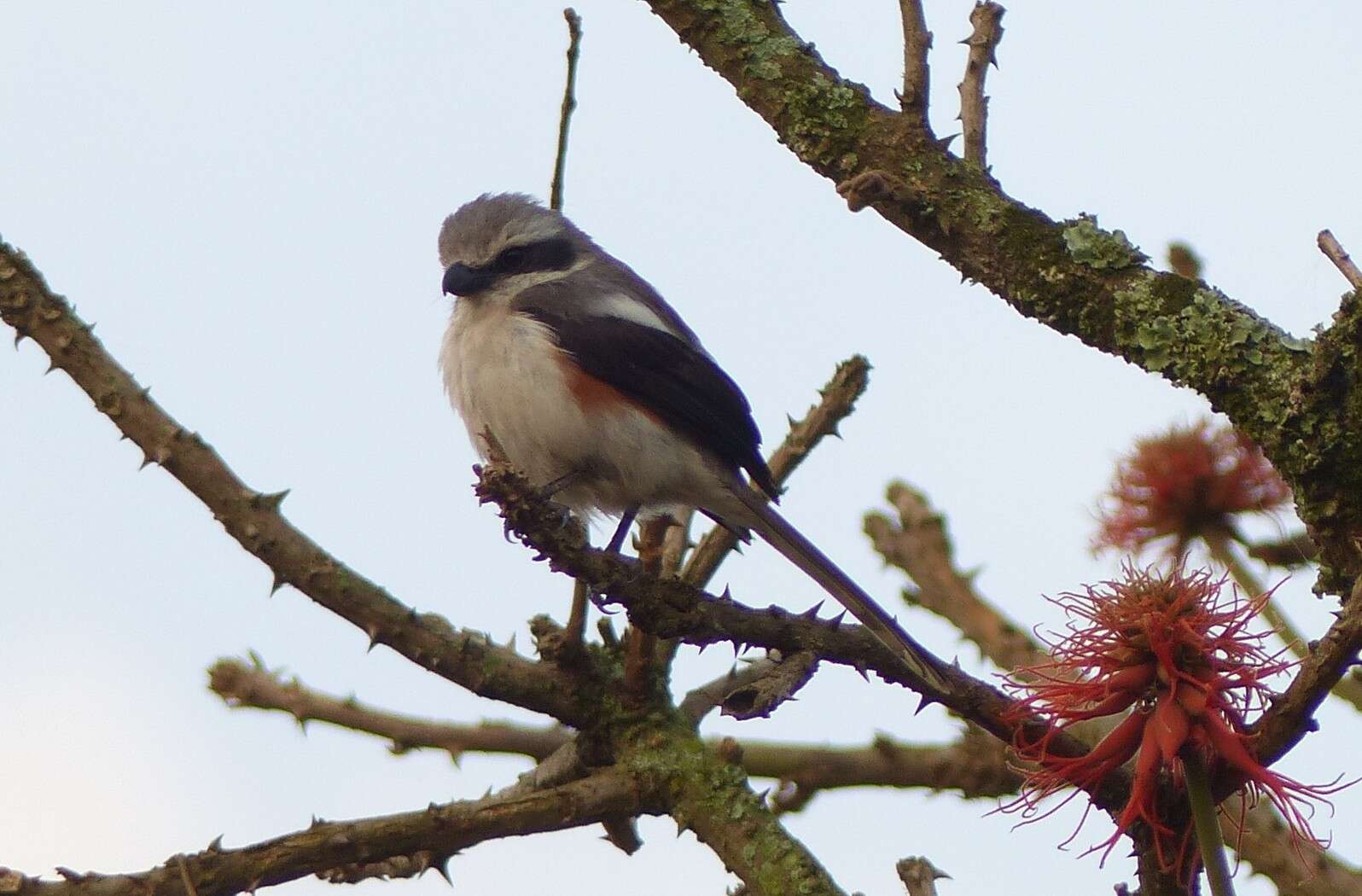 Image of Mackinnon's Shrike