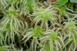 Image of sphagnum