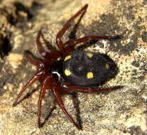 Image of wall spiders