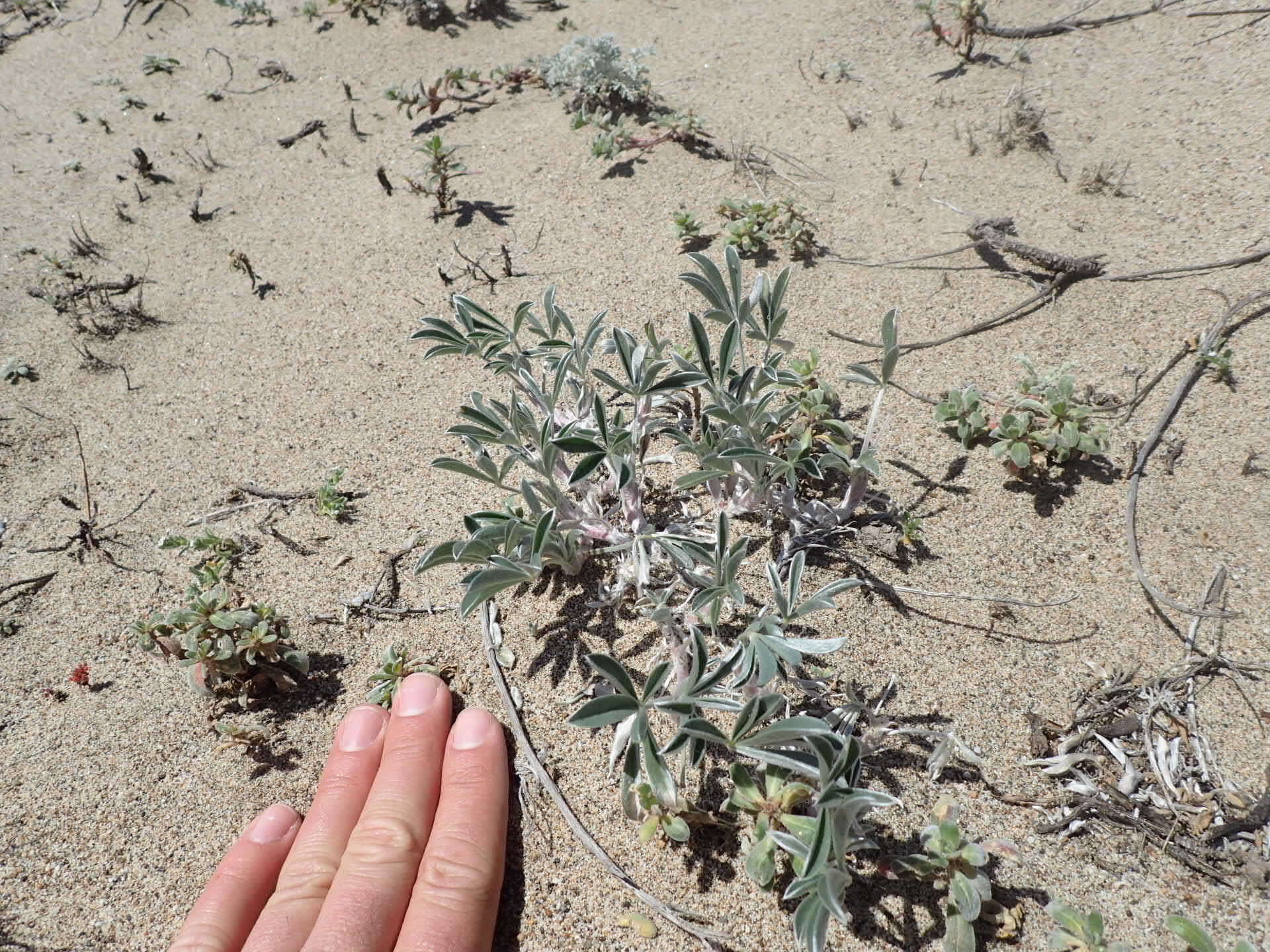 Image of Tidestrom's lupine