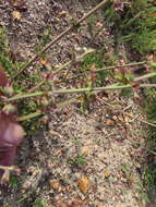 Image of Salvia runcinata L. fil.