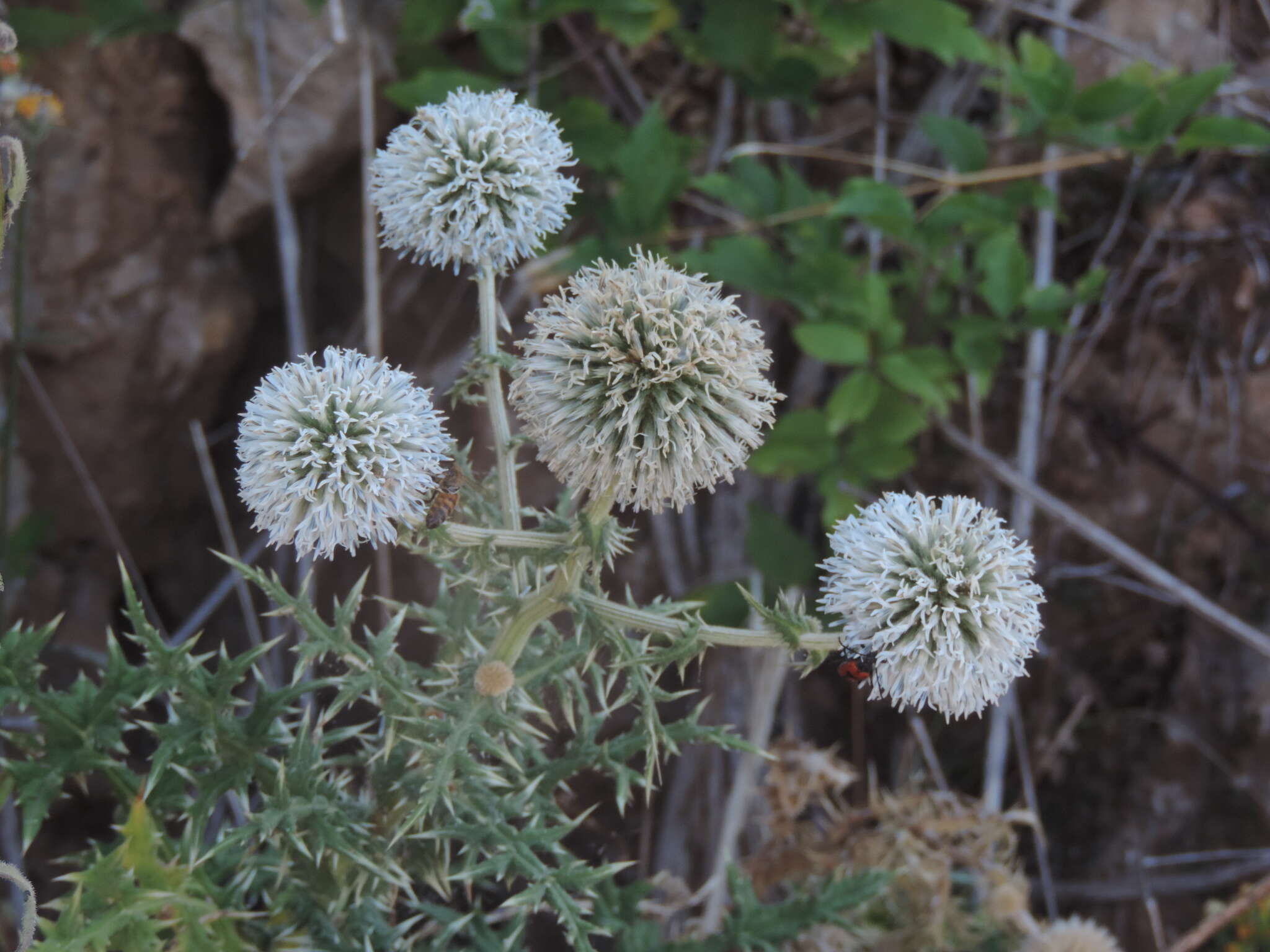 Image of Echinops sphaerocephalus subsp. sphaerocephalus