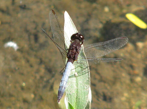 Sivun Erythrodiplax basifusca (Calvert 1895) kuva