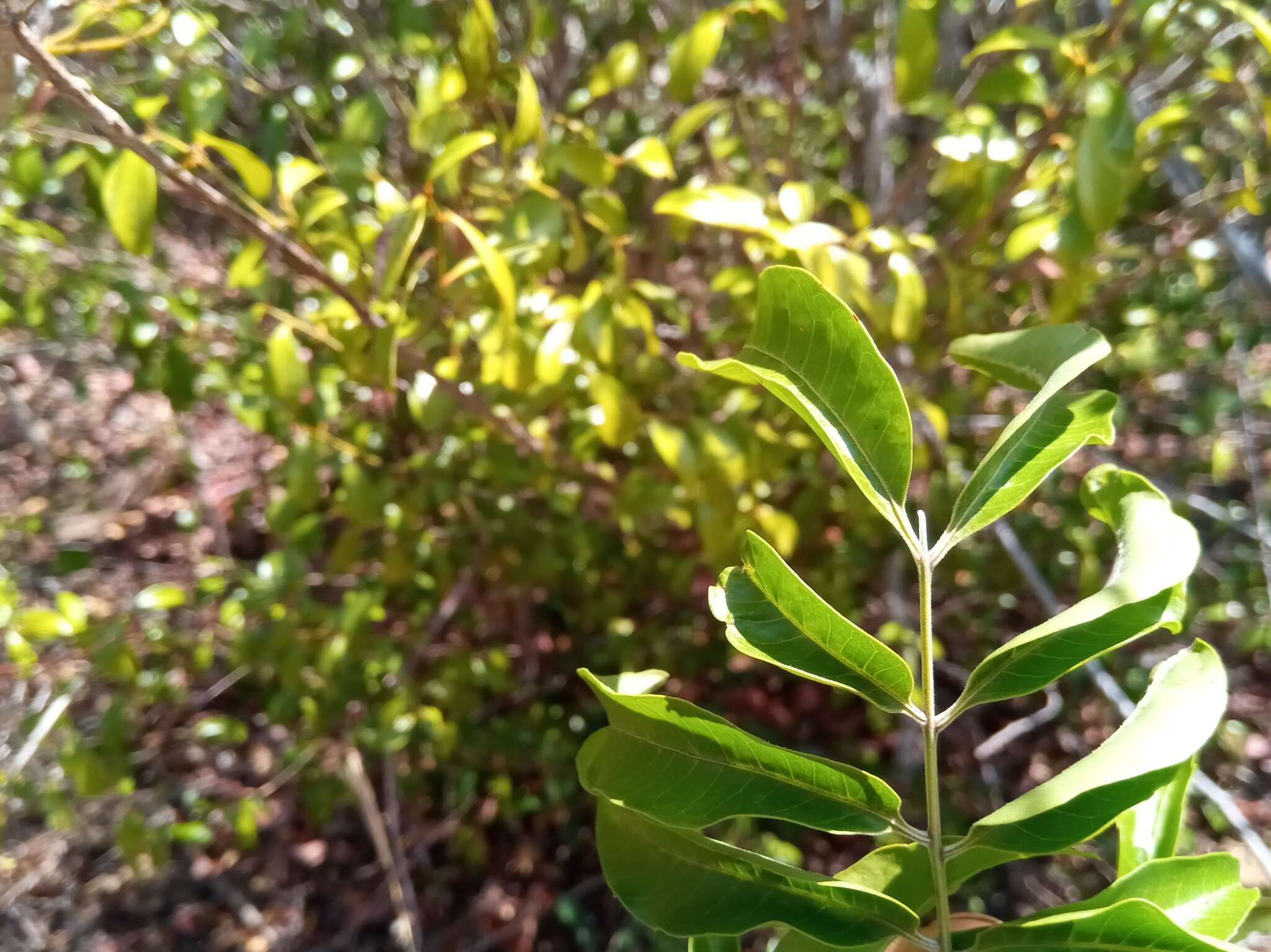 Plancia ëd Tina isaloensis Drake