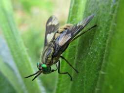Image of Horse-fly