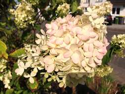 Image of panicled hydrangea