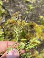 Image of curvepod yellowcress