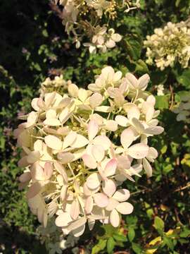 Image of panicled hydrangea