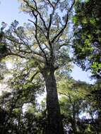Image of Afrocarpus falcatus
