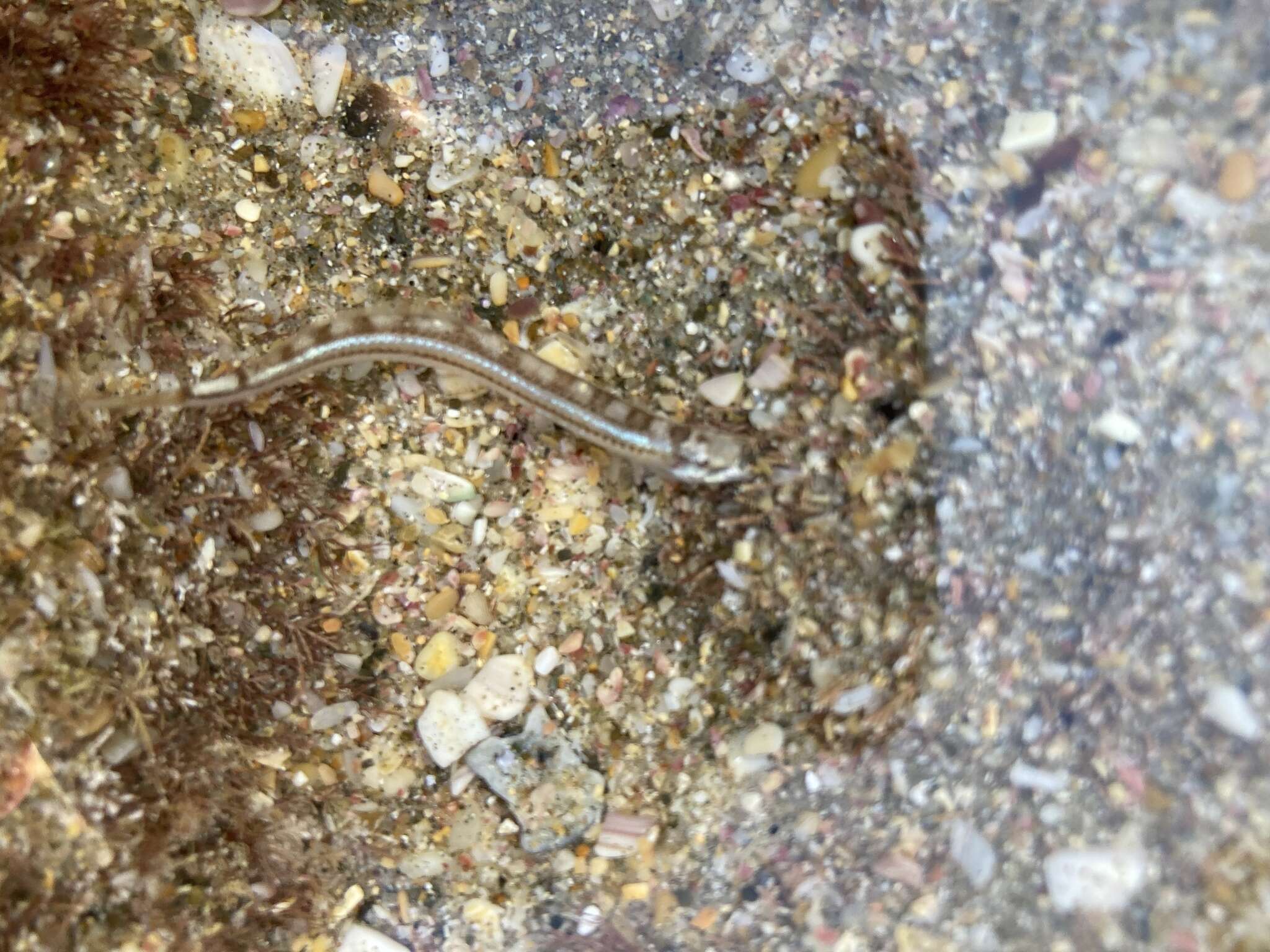 Image of Sand diver