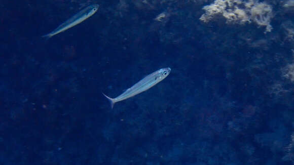 Image of Big-scale Sand Smelt