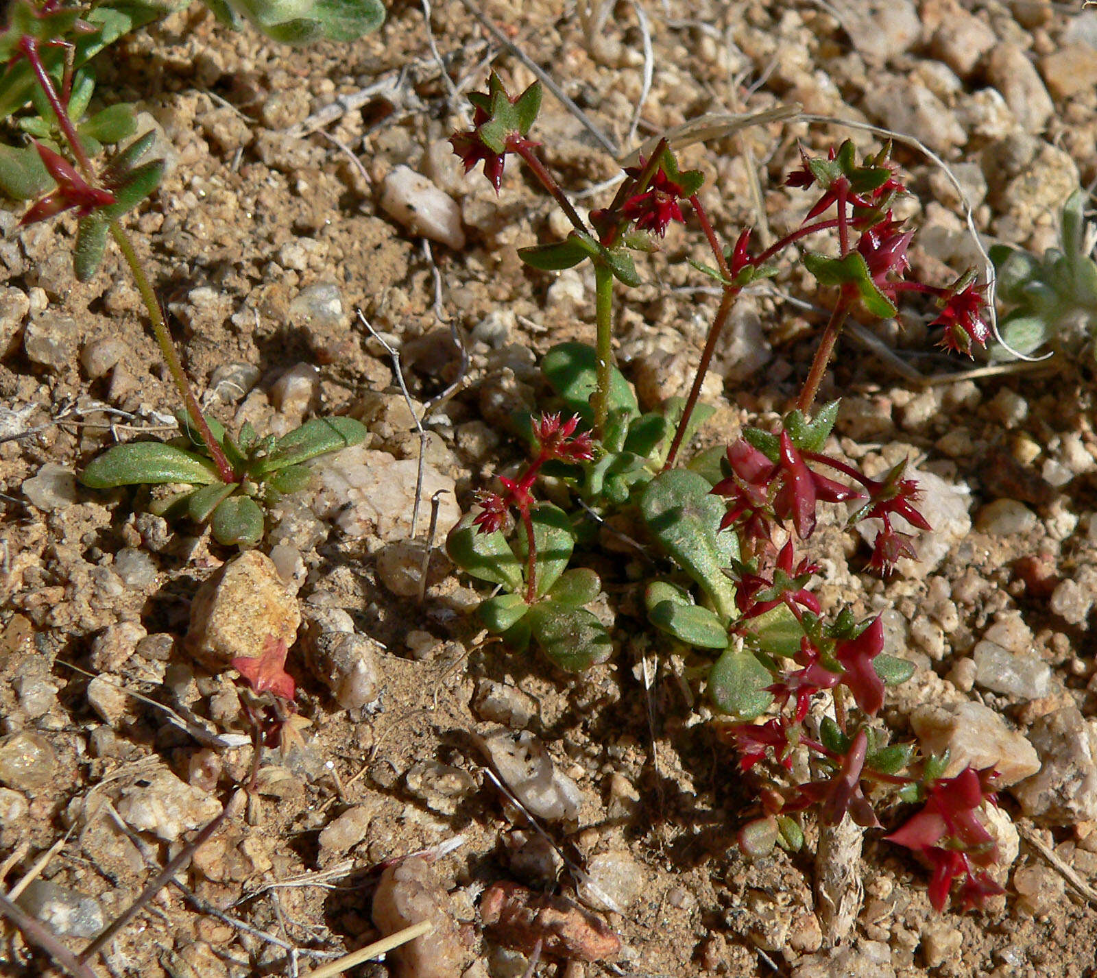 Image of centrostegia