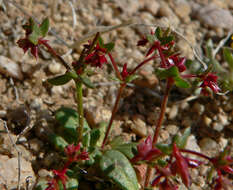 Image of centrostegia