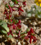 Image of centrostegia