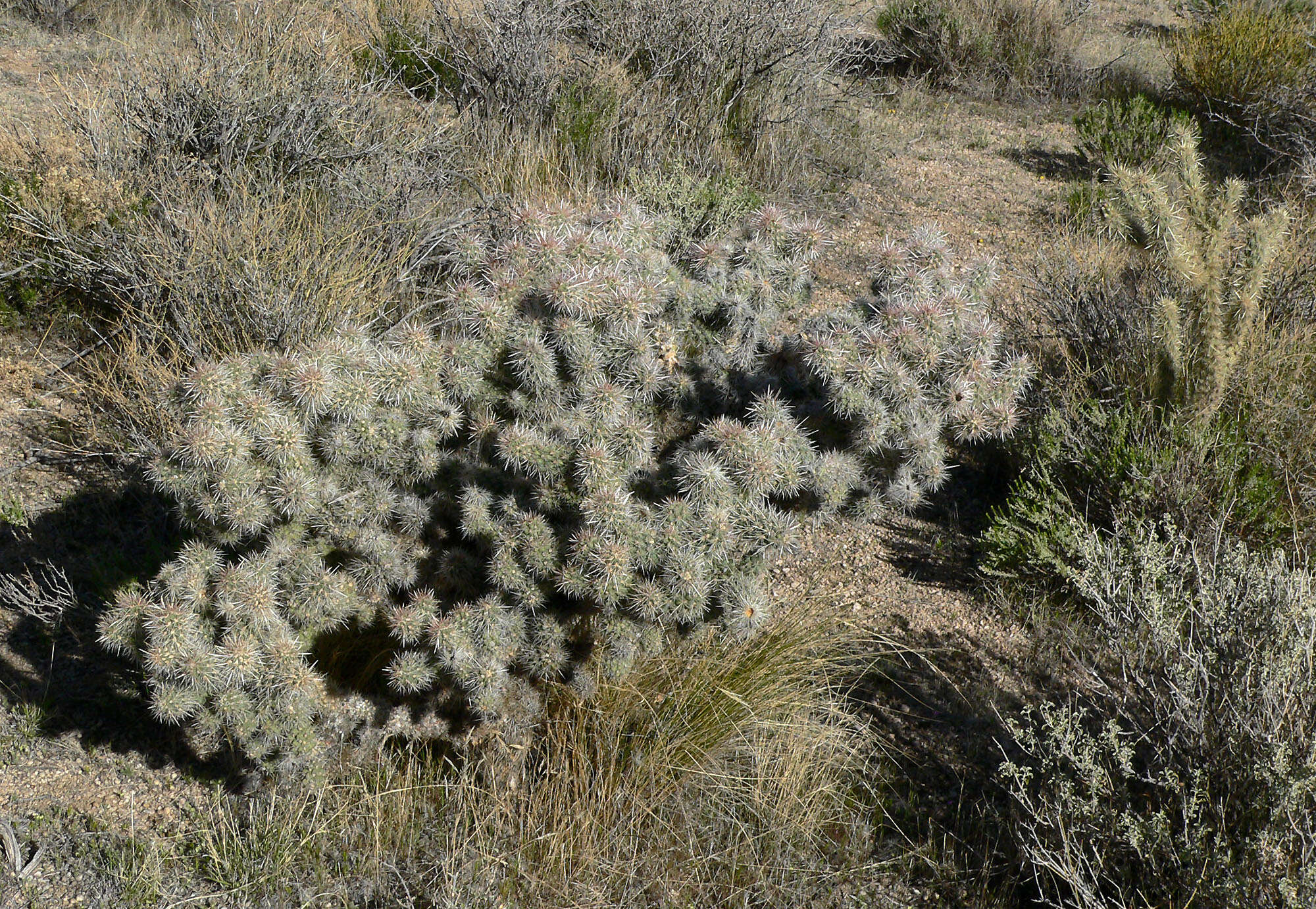 Image of Wiggins' cholla