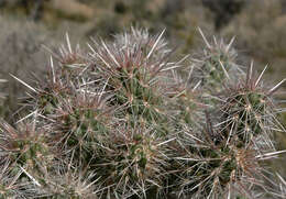 Image of Wiggins' cholla